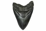 Fossil Megalodon Tooth - South Carolina #375813-1
